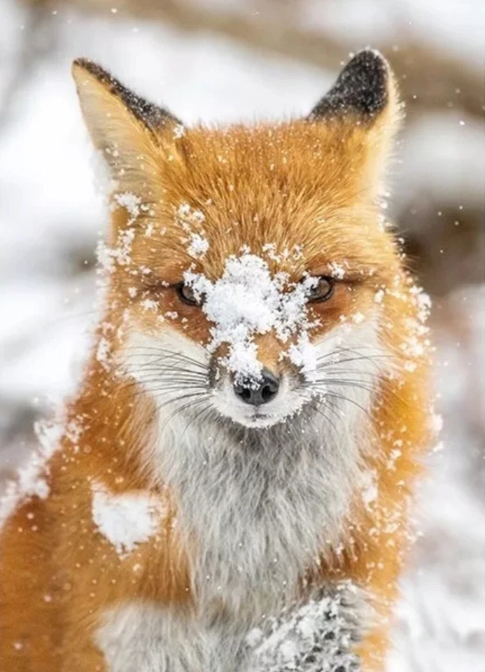 Hoffman Call Of The Wild Snowy Fox Cotton Quilt Panel 31" x 44" - Image 1 of 1