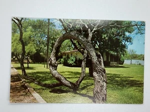 Postcard Trees like humans some straight some crooked Texas H330 - Bild 1 von 2