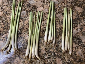 5 Lemongrass Stalks Fully Rooted Ready To Plant (Organic) - Picture 1 of 3