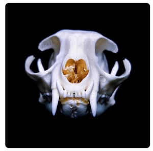 Cat Head Specimen Skeleton Animal Bone 1-5PCS Decor Collection DIY Ornament Gift - Picture 1 of 13