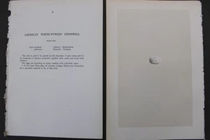 Uccellini, nidi, uova, F.O.Morris, 1875 - Foto 1 di 3