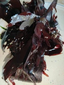 DULSE  – a.k.a. RED  Dulse FRESH free Shipping 1 oz - Picture 1 of 1