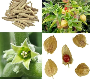 Indian Ginseng 50+ Seeds. Ashwagandha. अश्वगंधा. অশ্বগন্ধা Same Day Dispatch - Picture 1 of 5