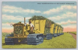 Wagon Train Field Transportation Sugar Cane Harvest Florida Everglades Postcard - Picture 1 of 2