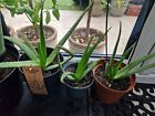 Set of 3 Medicinal Aloe Vera Therapeutic Indoor/Outdoor Office Plant In Pot 30cm