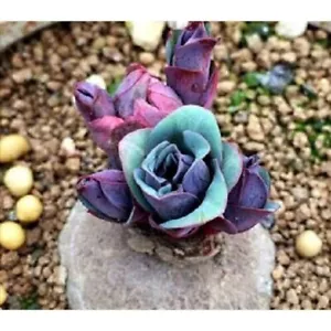 Euphorbia Rapulum rare mature with flower display in 7cm pot - Picture 1 of 5