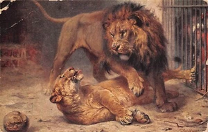 POSTCARD  ANIMALS  LION OVER RECLINING  LIONESS     TUCK - Picture 1 of 2