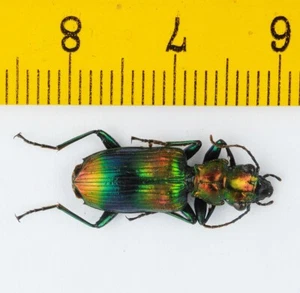 GROUND BEETLE - Metallic Carabidae sp - MALAYSIA - 8723 - Picture 1 of 1