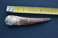 3.15in Spinosaurus tooth fossil from Cretaceous from KemKem (dinosaur)
