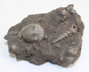 Schnecke, Turritella sp., Tertiär, Miozän, Weitendorf, Österreich -c153 - Bild 1 von 4