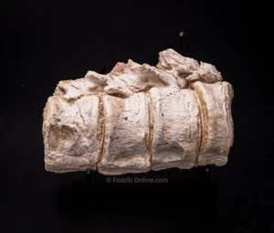  Super Fossil Big Fish Vertebrae Nebraska Fossils 2738 - Picture 1 of 2