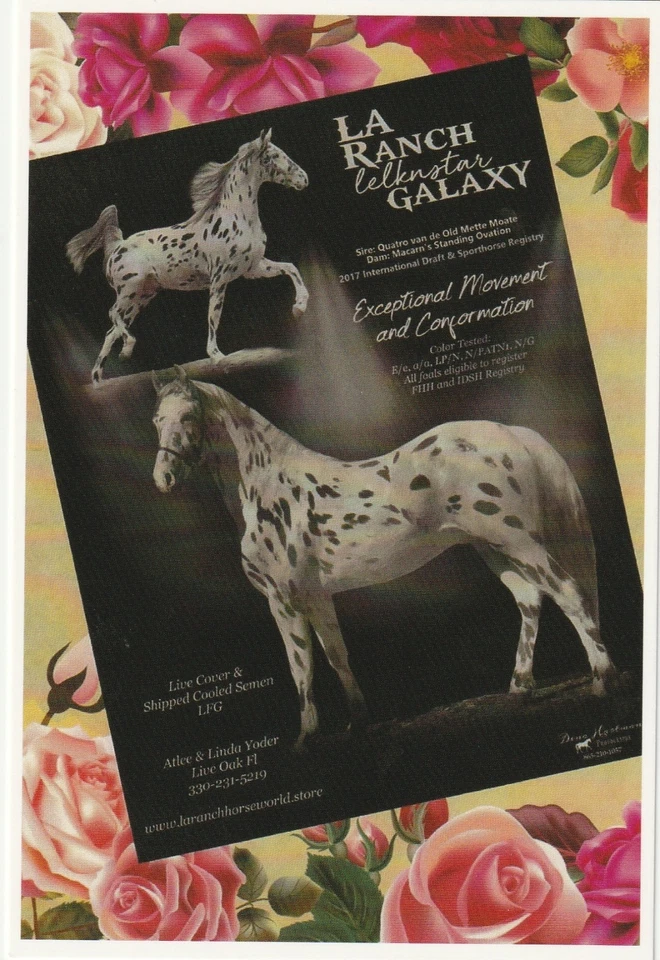 Norikor Draft horse (Appaloosa), LA Ranch Galaxy, tarjeta publicitaria Foto 1 de 1