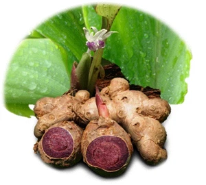 Thai Herbal Freeze Dried Black Ginger Capsules 100% Natural (60 Capsules) - Picture 1 of 1