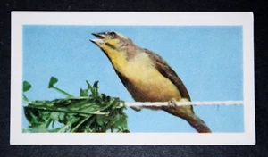 AFRIKANISCHER GRÜNER SINGENDER FINK Indoor Voliere Vogel Vintage Fotokarte KE25 - Bild 1 von 1