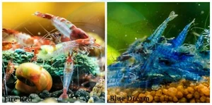 5+1 Red Rili & 5+1 Blue Dream Freshwater Neocaridina Aquarium Shrimp - Picture 1 of 1