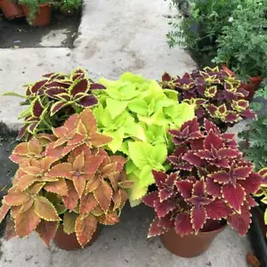 100PCS unique Begonia flower seeds flowers potted bonsai garden (MIX) - Picture 1 of 6