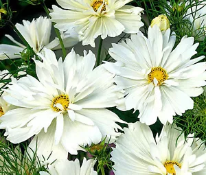 COSMOS PSYCHE WHITE Cosmos Bipinnatus - 100 Seeds - Afbeelding 1 van 1