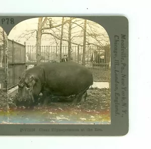 B9872 Keystone P-V7826, Giant Hippopotamus At The Zoo D - Picture 1 of 2