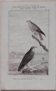 BUFFON ORIGINALE UCCELLI BIRDS UCCELLO SAN MARTINO PECCHIAIOLO HONEY BUZZARD 850 - Foto 1 di 1