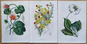 Lot of 6 Prints (F) - Van Houtte Flore de Serres Original Print - 1853 - Picture 1 of 4