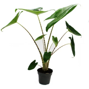 Exotenherz - Alocasia zebrina - Tiger-Pfeilblatt - 14cm Topf - 35-45cm hoch - Bild 1 von 4