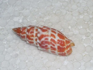 MITRA STICTICA AWESOME - Picture 1 of 2