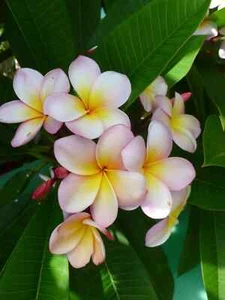 4 SAMEN PLUMERIA "Eliza" (FRANGIPANI – POMELIA)  „frische Samen“ - Bild 1 von 1