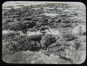 Glass Magic Lantern Slide GREAT BARRIER CORAL REEF C1910 PHOTO AUSTRALIA - Picture 1 of 2