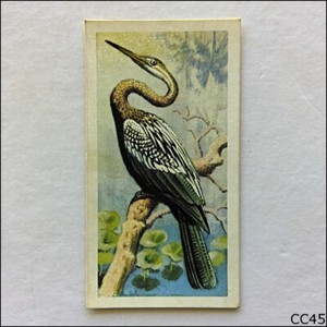 Brooke Bond Tea Card Tropical Birds 1961 #35 Indian Darter (CC45)
