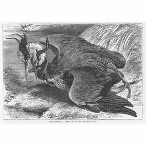 Fight Between a Heron and an Eel - Antique Print 1869 - Picture 1 of 1