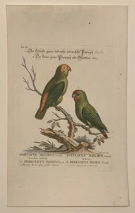 George Edwards “Parakeet” Original Handcolored Engraving 1750 - Picture 1 of 6