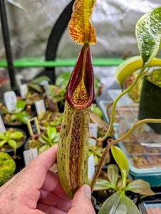 Nepenthes Robcantleyi 'Queen Of Hearts' x Fusca BE- 3893 LG Carnivorous Plant - Picture 1 of 5