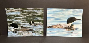 Common Loon Photograph Print 2 pcs. Bird Water Wildlife Photo, 8x10 - Picture 1 of 22