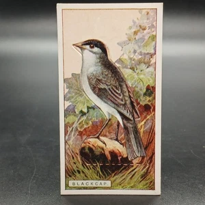 1920s Ogden's Birds Press-Outs BLACKCAP Antique Tobacco Cigarette Card - Picture 1 of 2