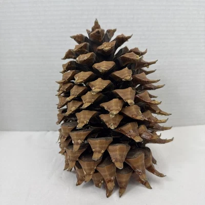 Giant Coulter Pine Cone 8" High 6" Wide Conifer Baked to crystallize sap  - Image 1 of 4