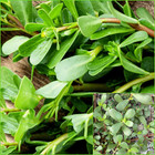 Purslane Golden 70 Seeds Culinary Garden Grow Herbs