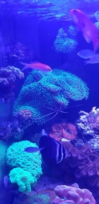 Red Sea 43 gal glass aquarium total with 9 gallon  sum. Used but in good condit - Image 1 of 4