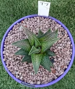 Haworthia cv "Nagoriyuki" Type A hybrid, display in 14cm pot, rare succulent - Picture 1 of 7