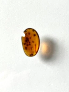 Rare insect included ancient Myanmar natural amber pebble polished Pea shape - Foto 1 di 4