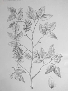 Carpnus Turczaninowii Gravure d' APREVAL botanique Archives du Muséum XIXéme - Bild 1 von 2