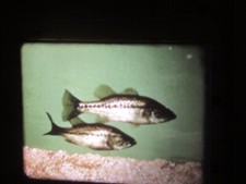 16mm Film  LIFE IN A POND Exc LPP Print 9 Minutes Fascinating Doc RARE