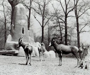 1934 Vintage Photo Blesboks Antelopes Animals at the Detroit Zoo in Michigan - Picture 1 of 2