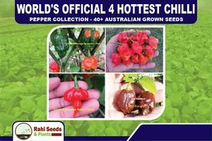 World's Official 4 Hottest Chilli Pepper Collection - 40+ Australian Grown Seeds - Picture 1 of 9