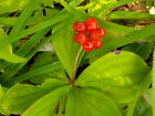 20 Bunchberry Seeds, Fresh, Open-pollinated for Seed Saving, Organic