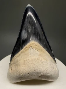 Sharply Serrated Beautiful Colors 2.35" Fossil MEGALODON Tooth - Bone Valley - Picture 1 of 8