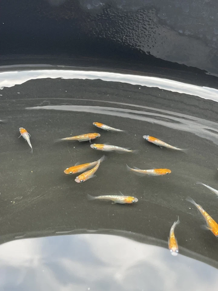 Peixe de arroz japonês 5+1 Kouhakurame Medaka criado nos EUA. - Imagem 1 de 4