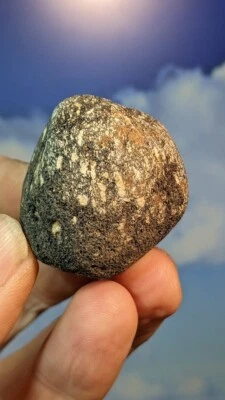 Jurassic Iguanodon Dinosaur Bone Fossil. Isle of Wight UK. As Shown. Boxed - Image 1 of 4