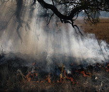 2,530 Page Coconino National Forest Teacher Nature Image Photo Book on CD