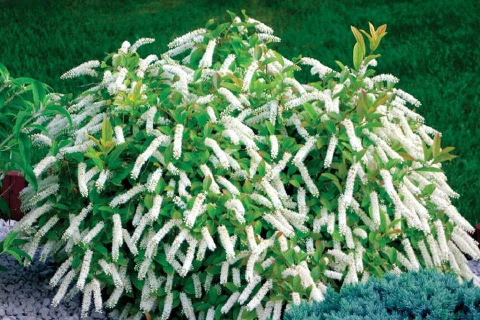 Itea Virginica Little Henry Sweetspire Planta Viva 4" Maceta Ganadores Probados Jardín Foto 1 de 1