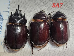 Strategus aloeus 1 M 45,46 mm, 2 F's Arizona SA7 Rhino Beetle Insect Dynastes - Imagen 1 de 3